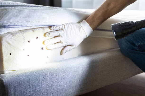 Best Local Pest Control Services  in Holdrege, NE